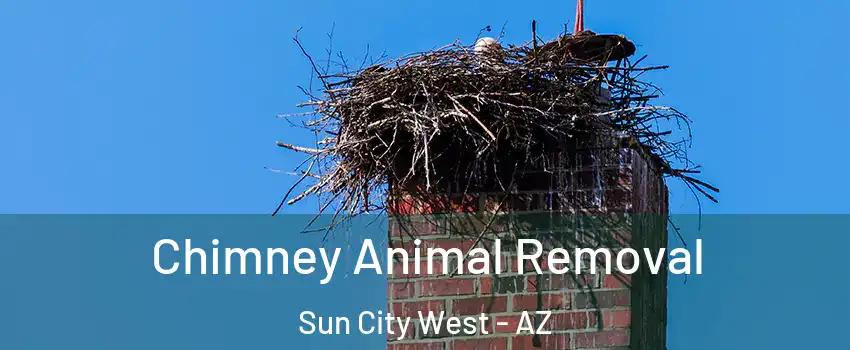  Chimney Animal Removal Sun City West - AZ
