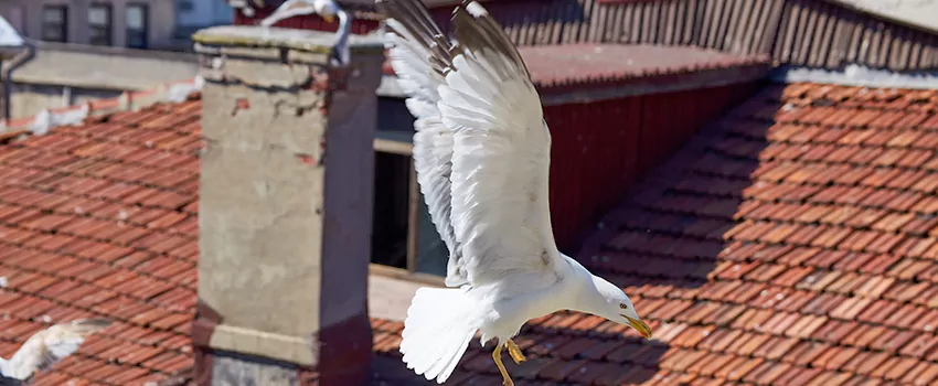 Residential Chimney Animal Removal Solution in Sun City West, AZ