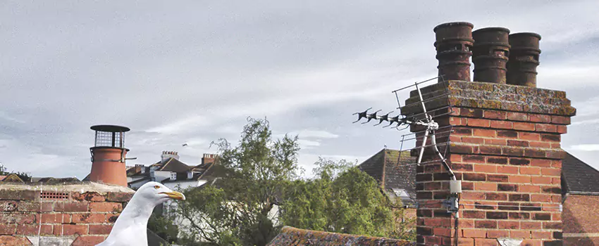 Chimney Cleaning And Restoration in Sun City West, Arizona